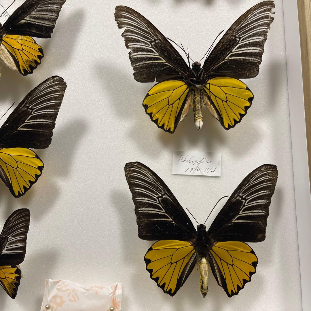 キシタアゲハ　11頭