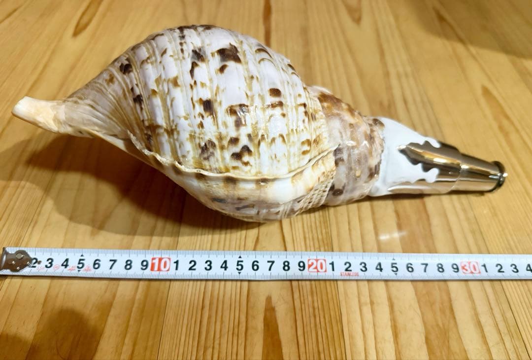 修験道法螺貝　山伏　密教　熊よけ　魔除け❣️ホラガイ　ほら貝