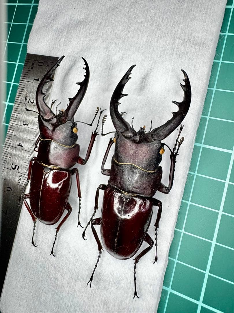 オキナワノコギリ トクノシマノコギリ 野外標本