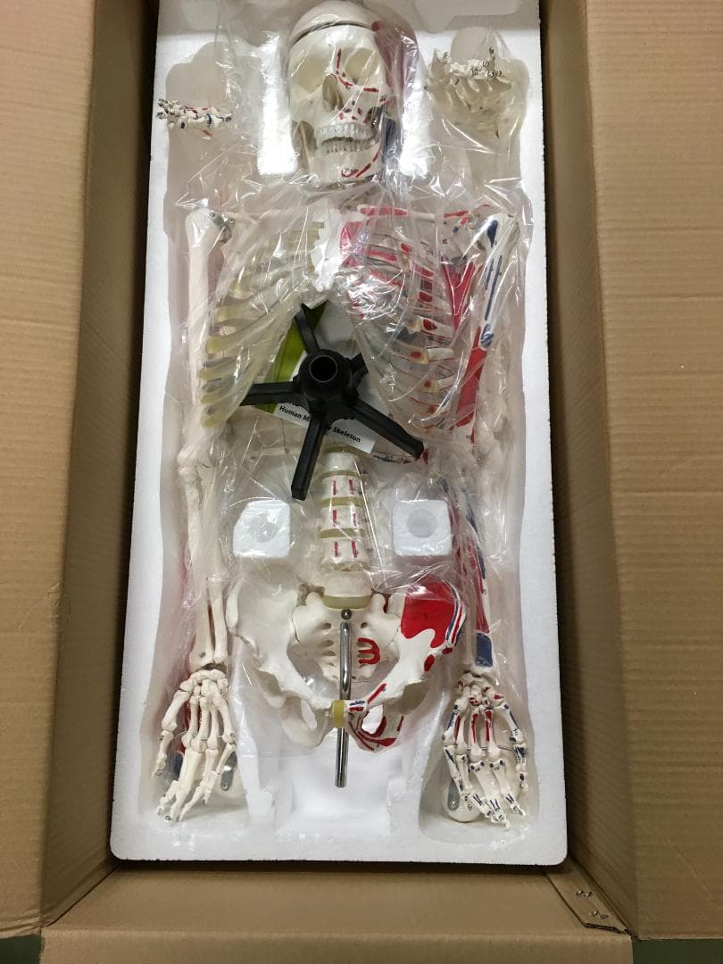 人体骨格模型 脊柱可動型の全身骨格模型 筋肉起始 170cm 等身大 高精度