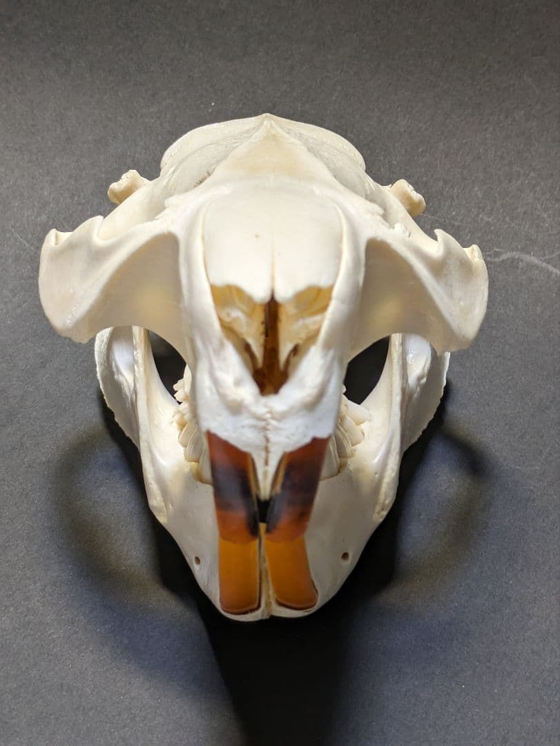 頭骨標本　アメリカビーバー