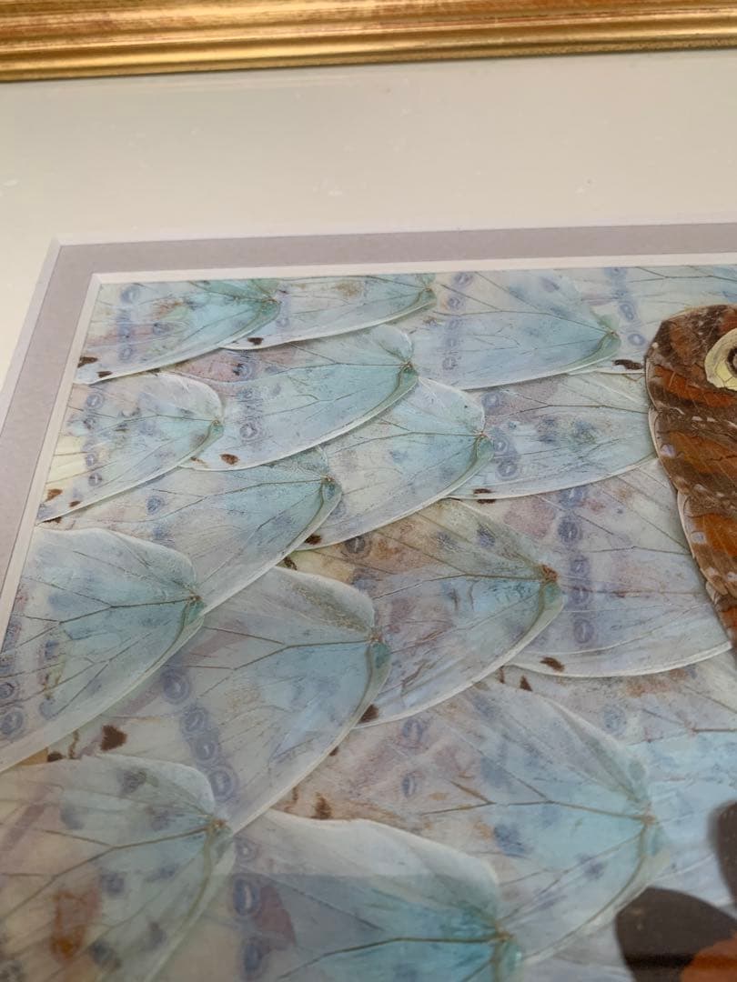 モルフォ蝶 羽絵 アート アンティーク インテリア 額装 羽細工 蝶標本 壁掛け
