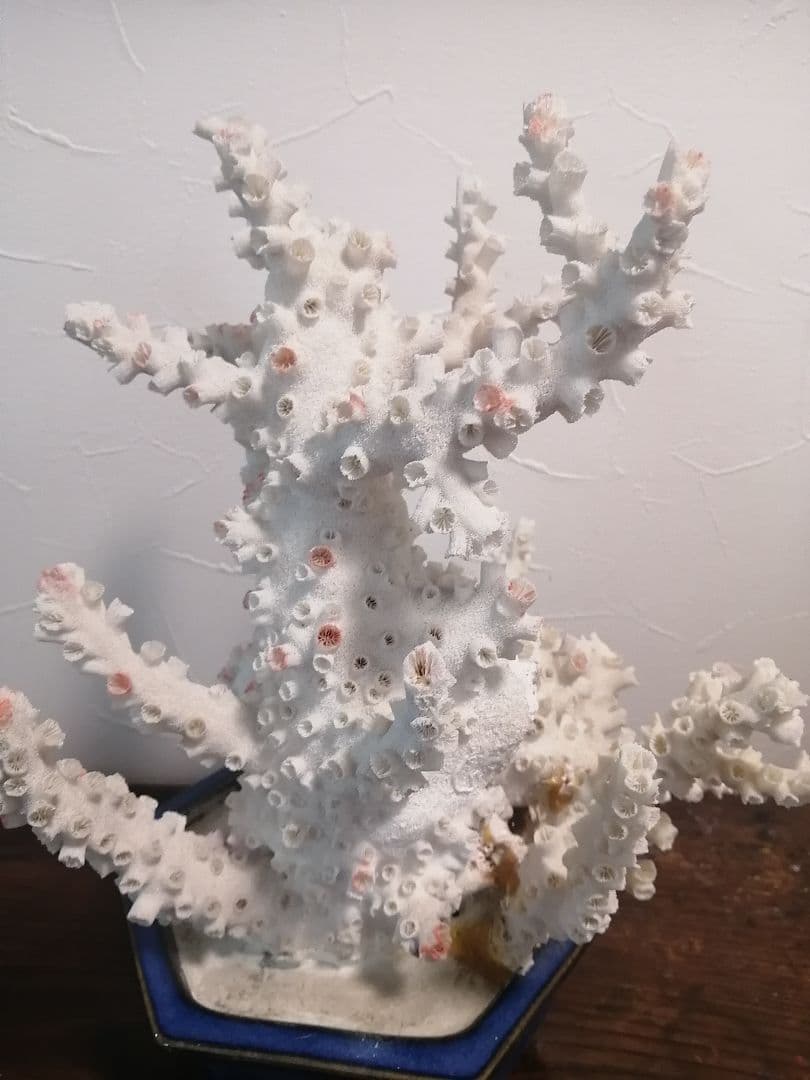インテリア 大きめ 珊瑚 置物 34×25×27cm 4.2kg