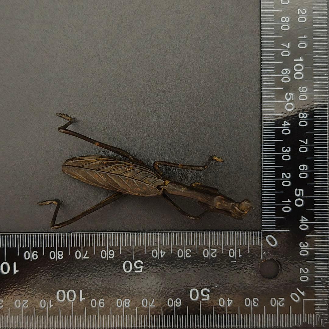 カマキリ　2点　専用