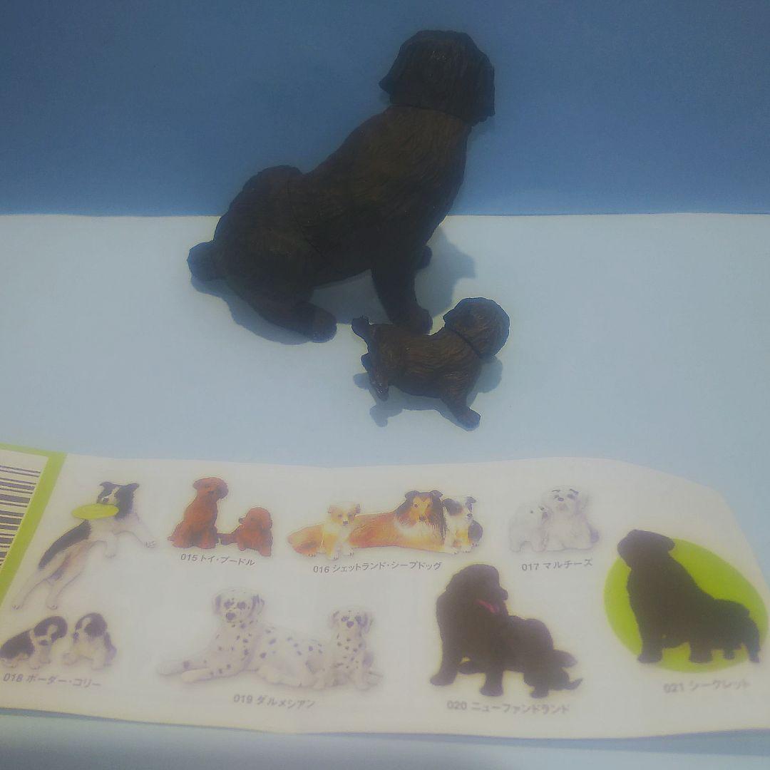 ニューファンドランド（親子）【犬】ユージン