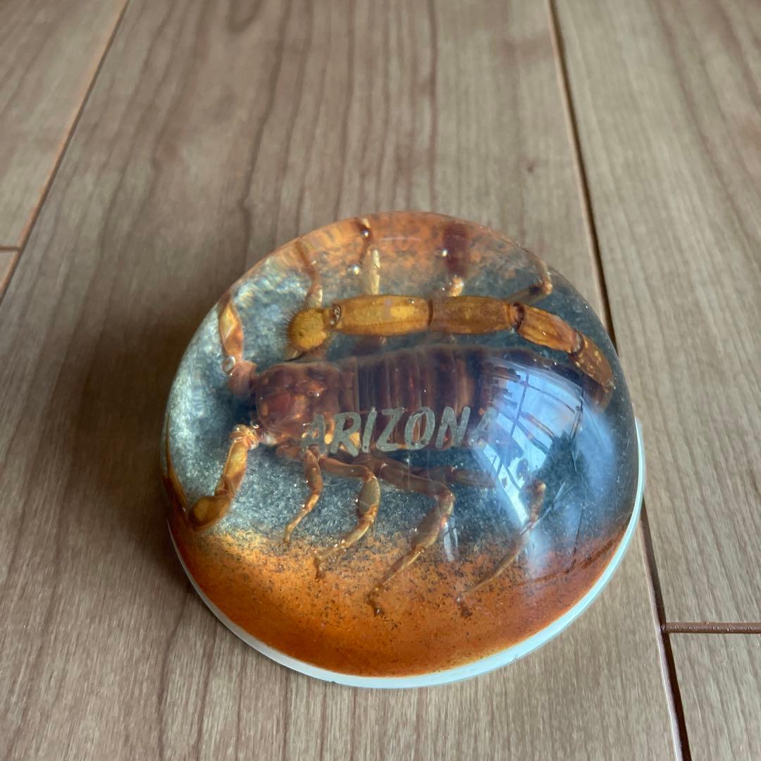 RIZON サソリの標本 直径約10cm アリゾナ製　アメリカ　1990年代
