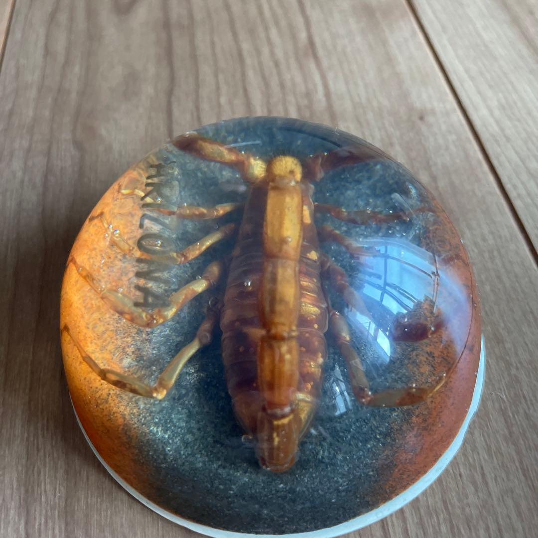 RIZON サソリの標本 直径約10cm アリゾナ製　アメリカ　1990年代