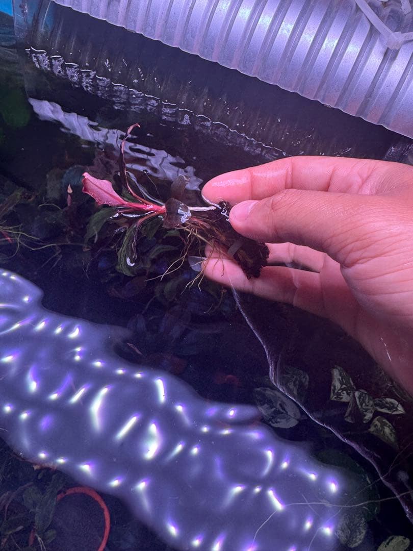 ブセファランドラsp. ファンタスティックパープル　完全水中葉　大株