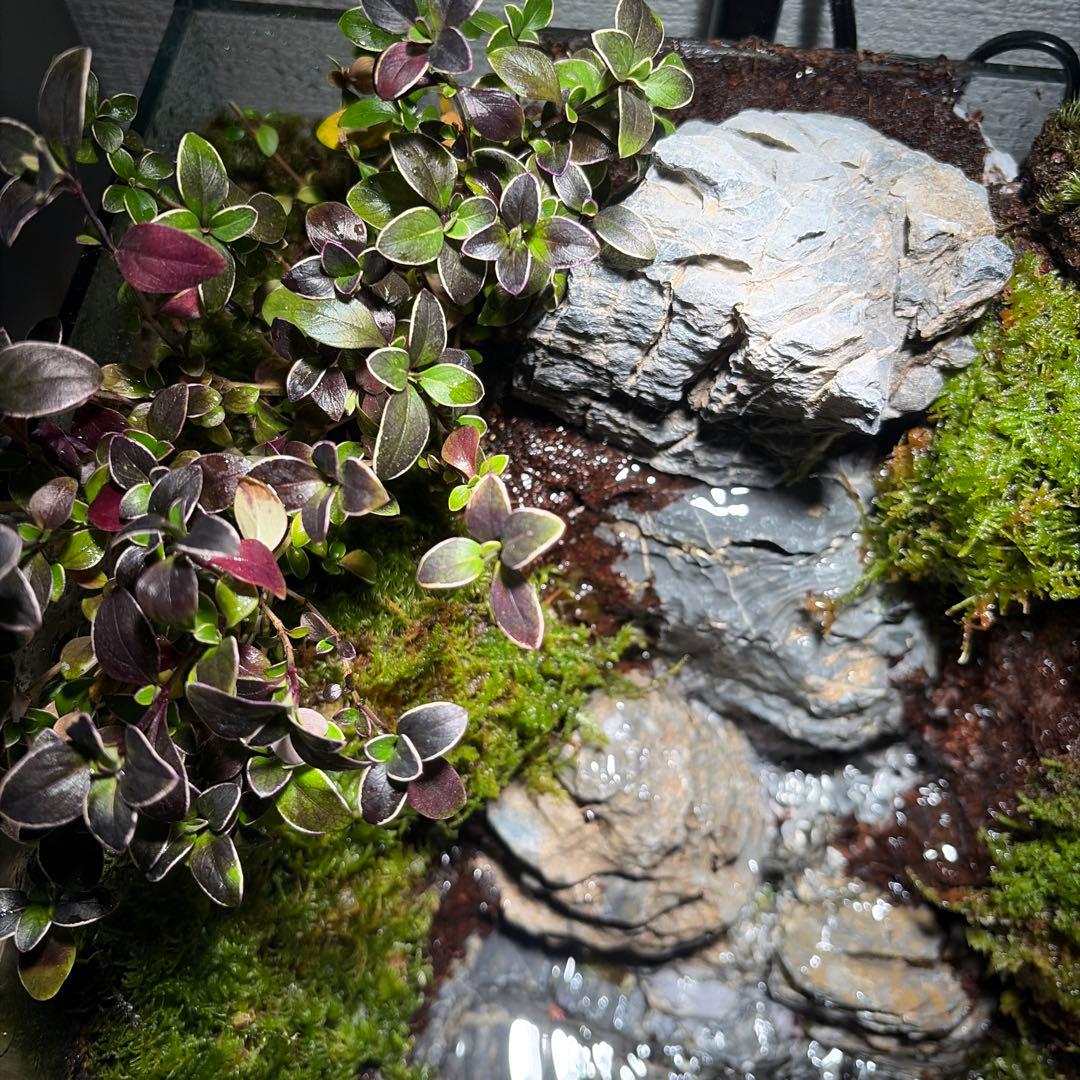 【受注生産】大きな滝のアクアテラリウム