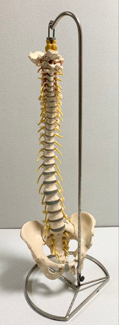人体脊椎模型 可動式 約85cmカイロプラクティック 全健会 コタロウ ドイツ製
