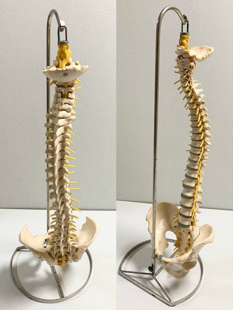 人体脊椎模型 可動式 約85cmカイロプラクティック 全健会 コタロウ ドイツ製