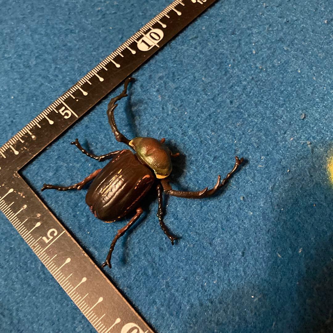 テナガコガネ　フィギュア