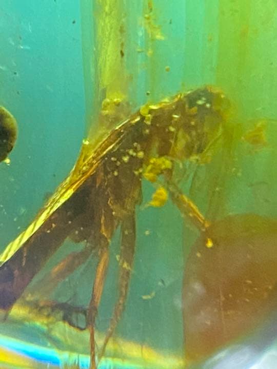 アンバー 琥珀  昆虫 コレクション 天然石 虫入り ゴキブリ 価値上がる 宝石