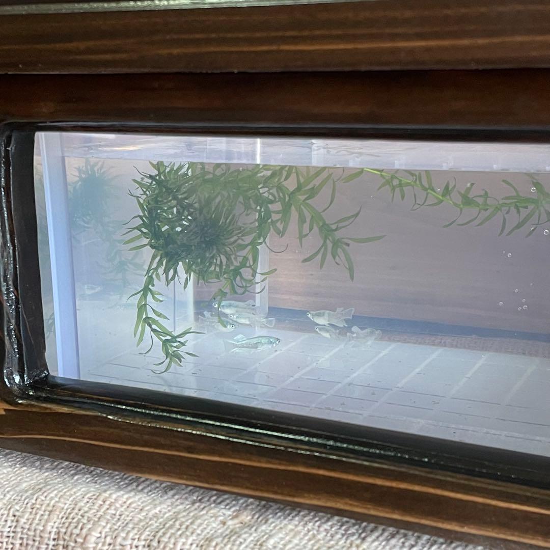 新作 NV13BOX専用 横見木枠 横見ケース メダカ めだか ビオトープ