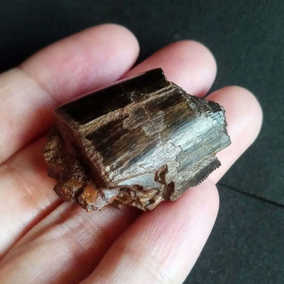 恐竜　歯化石　北米大陸獣脚類　ティラノサウルス　T-REX　Montana