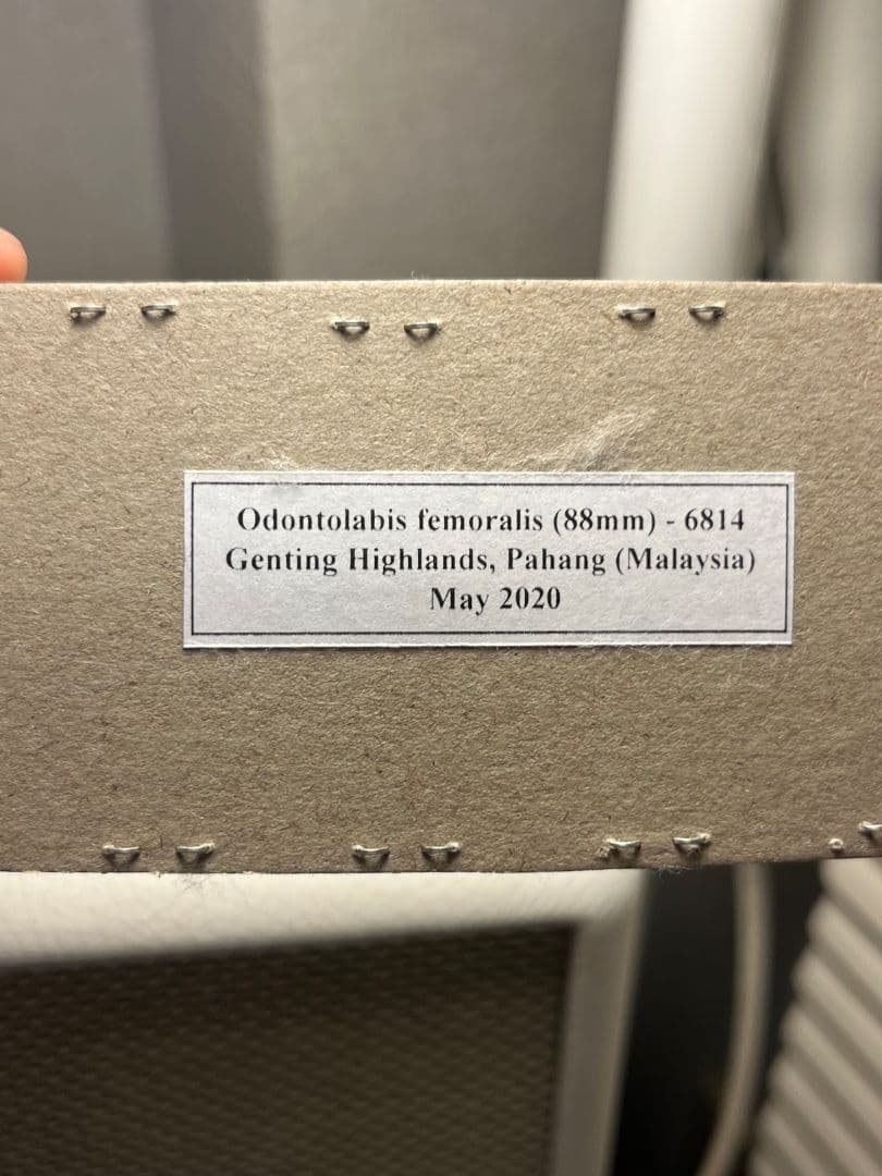 【88mm】 フェモラリスツヤクワガタ 昆虫標本 ファブリースノコギリクワガタ