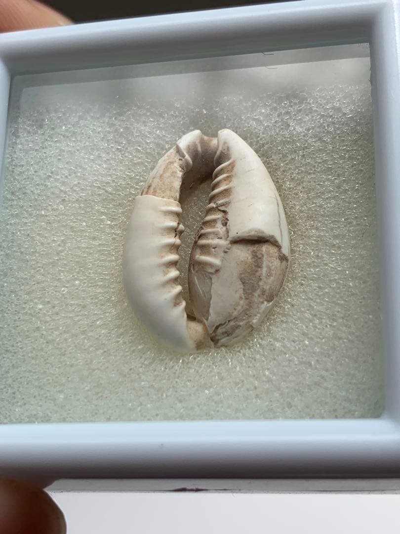 中国貝貨　紀元前1500年頃　古銭　貨幣　アンティーク　出土　縄文　石器