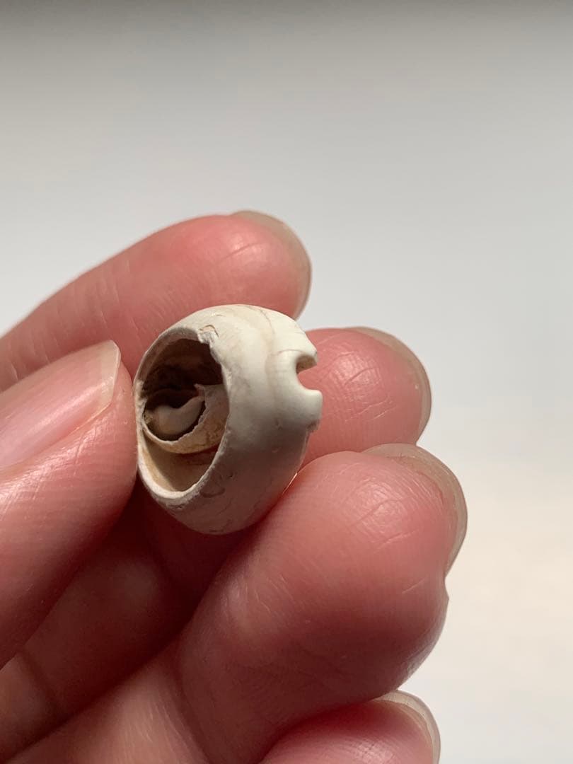 中国貝貨　紀元前1500年頃　古銭　貨幣　アンティーク　出土　縄文　石器