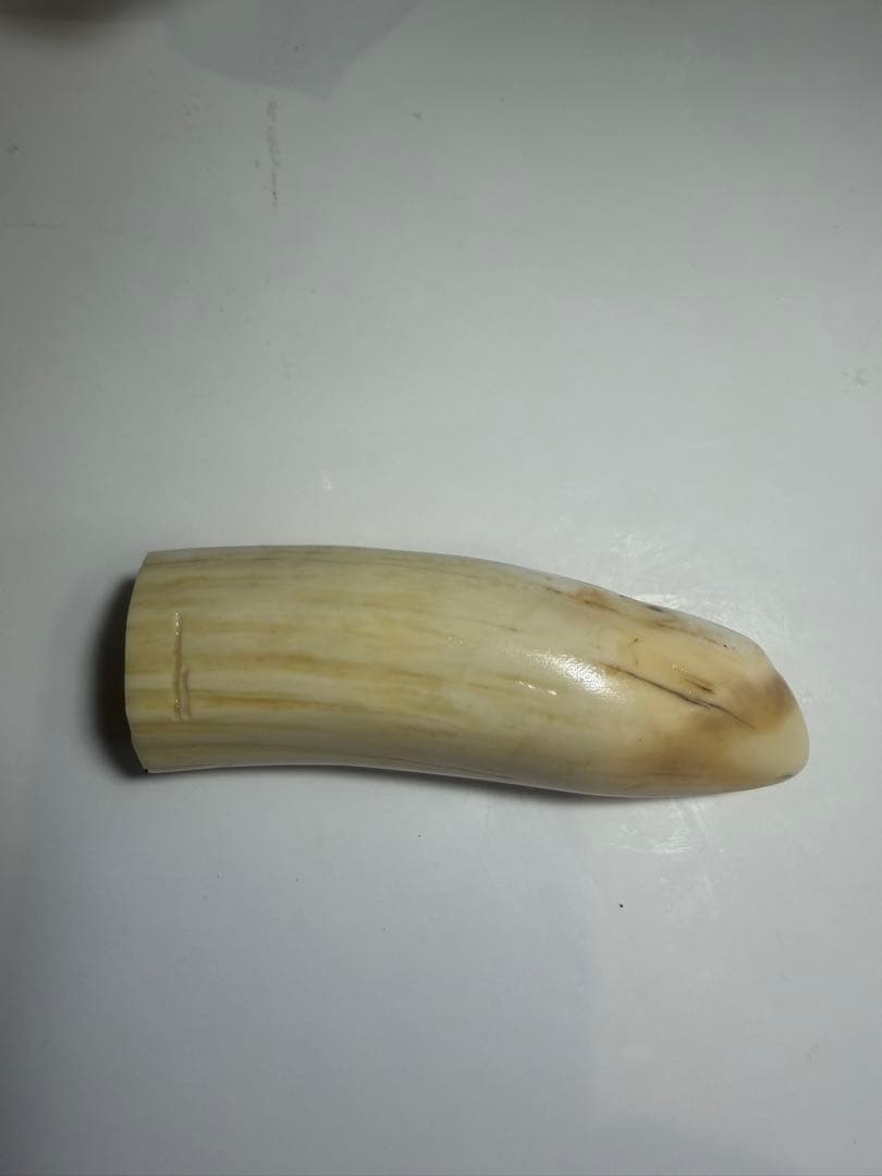 河馬歯　カバ牙　印材　彫刻材料　送料無料