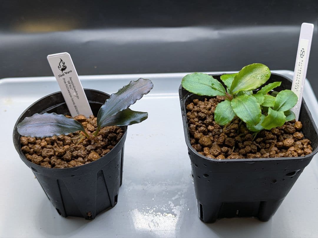 ブセファランドラsp.AW No.1　水上株　タグ付き