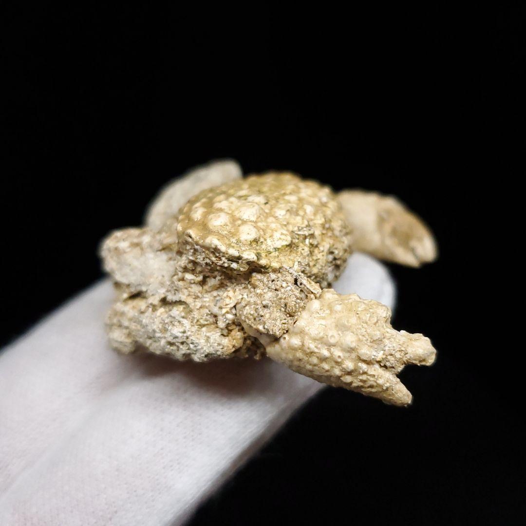 美品 カニ 歯 本物  化石 恐竜 産 43.84mm  fcr2