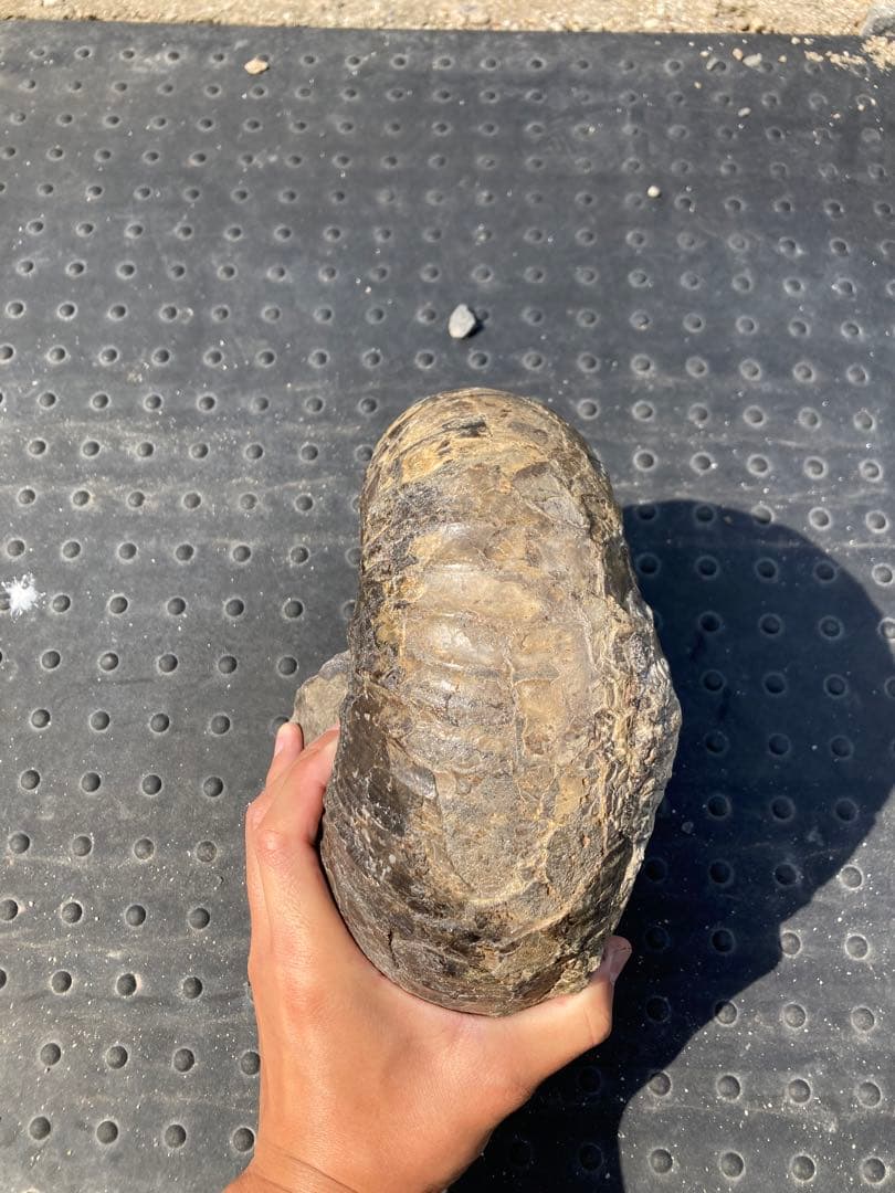 6.5kg 三笠のアンモナイト　パキ　大きい　化石