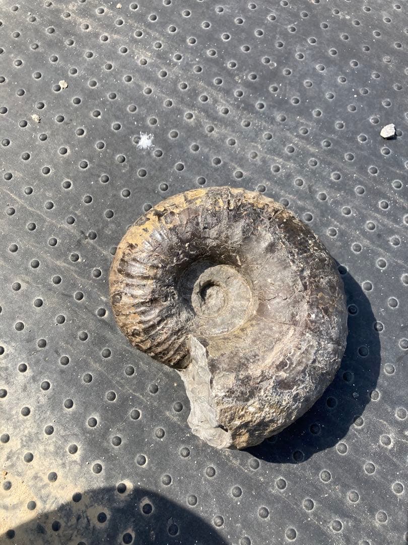 6.5kg 三笠のアンモナイト　パキ　大きい　化石