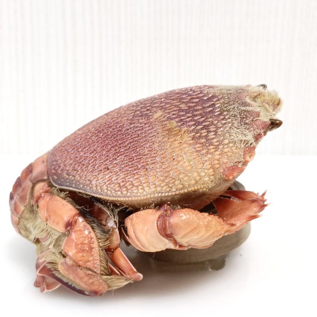 極希少【1点物】アサヒガニ③ 乾燥・色彩保存標本 全長約10cm