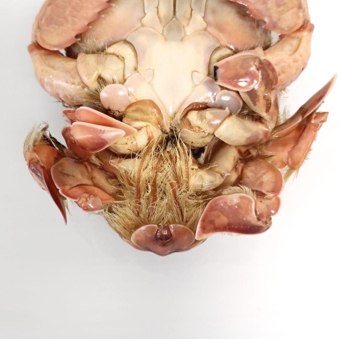 極希少【1点物】アサヒガニ③ 乾燥・色彩保存標本 全長約10cm