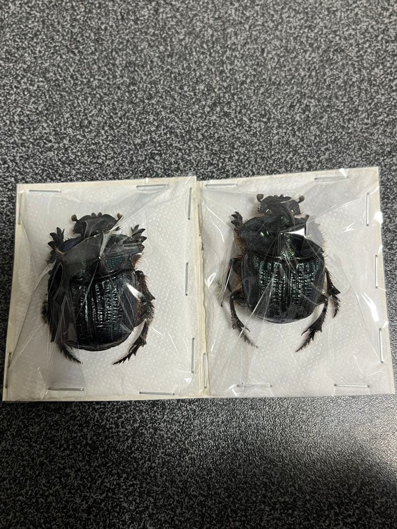 ボナリエンシスオオニジダイコクコガネ　ブルー系　大型ペア