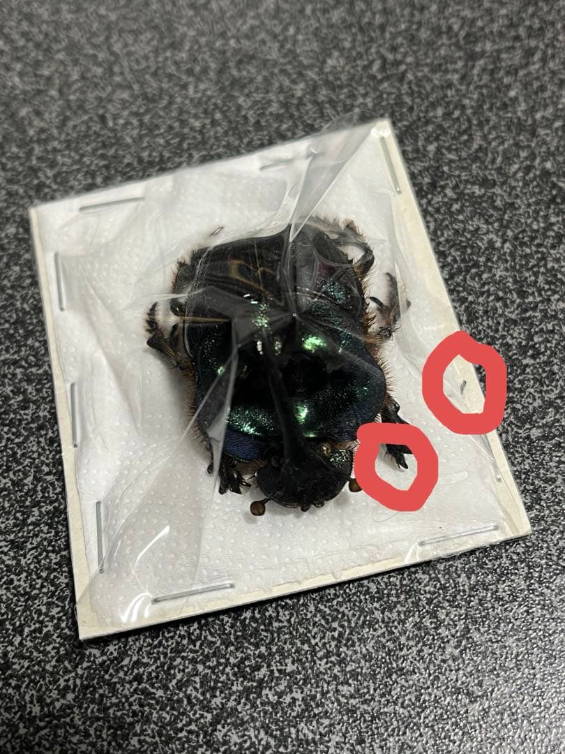 ボナリエンシスオオニジダイコクコガネ　ブルー系　大型ペア