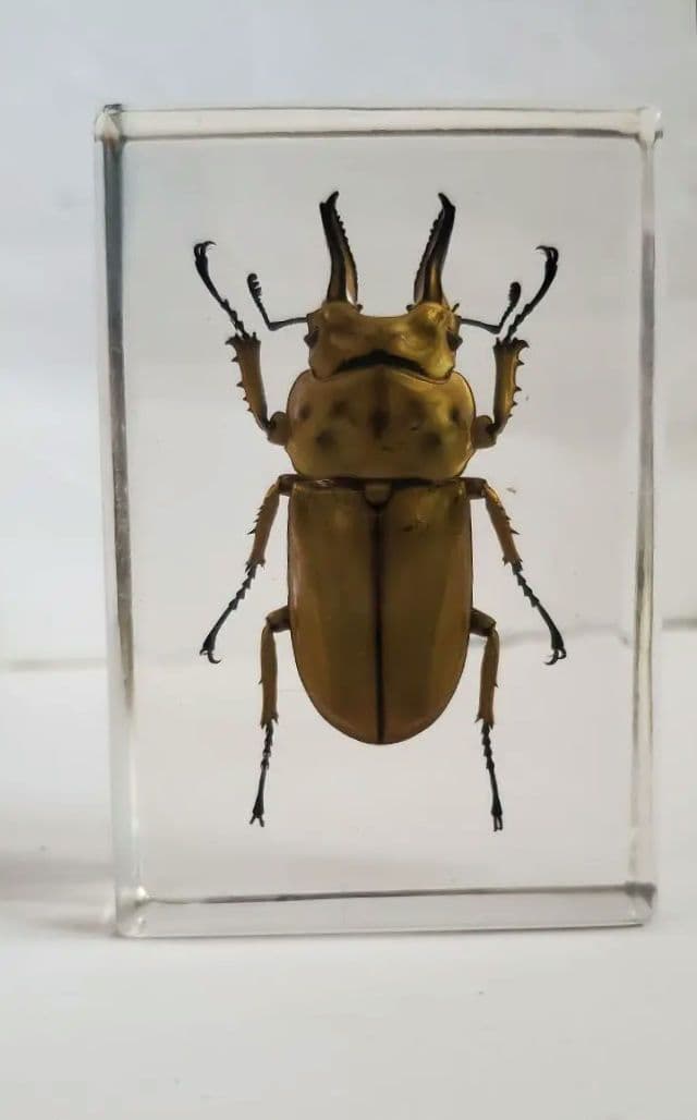 オウゴンオニクワガタ　樹脂標本