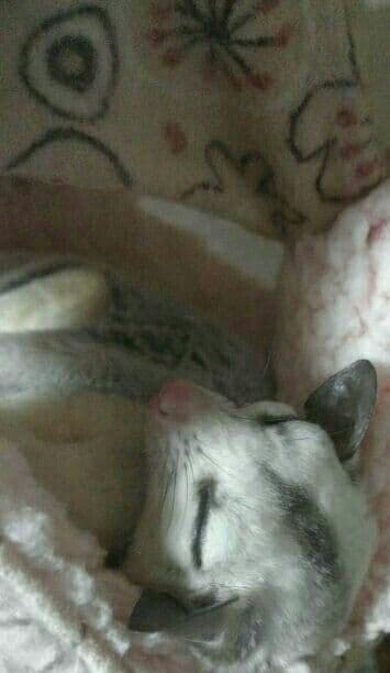 モモンガハウス(パンダ柄マカロン・グリーン)ボアベージュ  2000円