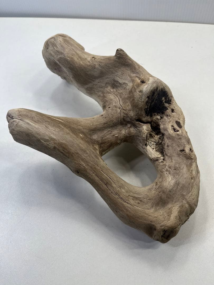 R70アク抜き済み流木 爬虫類シェルター レイアウト用 インテリア エアプランツ