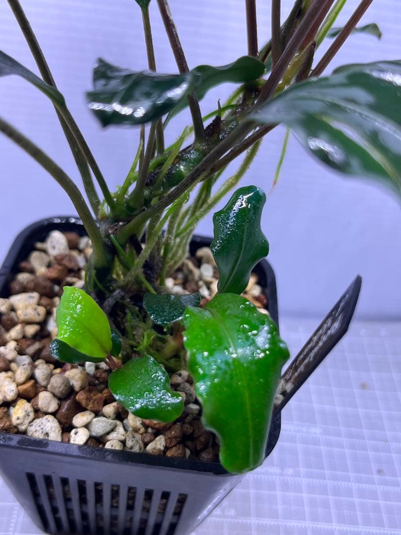 H*O様 ブセファランドラ　モトレイアーナ　パダワン