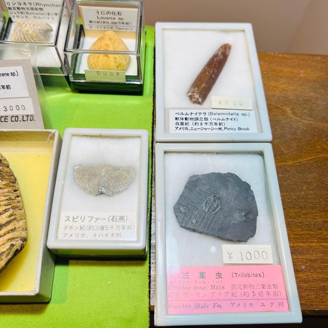化石 まとめ売り　三葉虫　貝　シダ　ウニ　アンモナイト