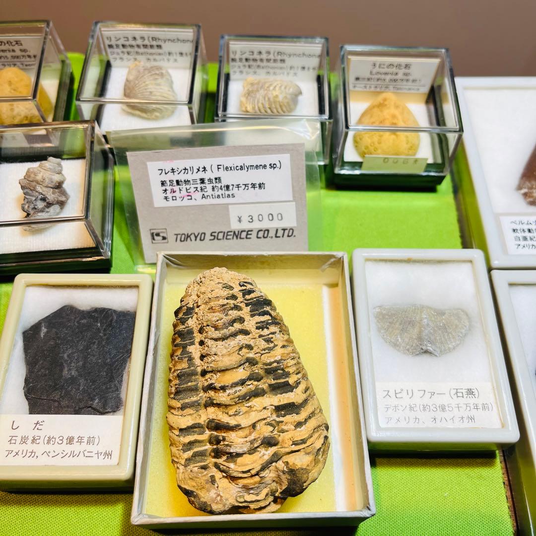 化石 まとめ売り　三葉虫　貝　シダ　ウニ　アンモナイト