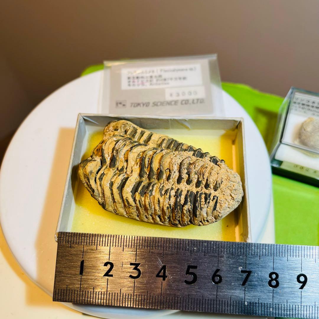 化石 まとめ売り　三葉虫　貝　シダ　ウニ　アンモナイト