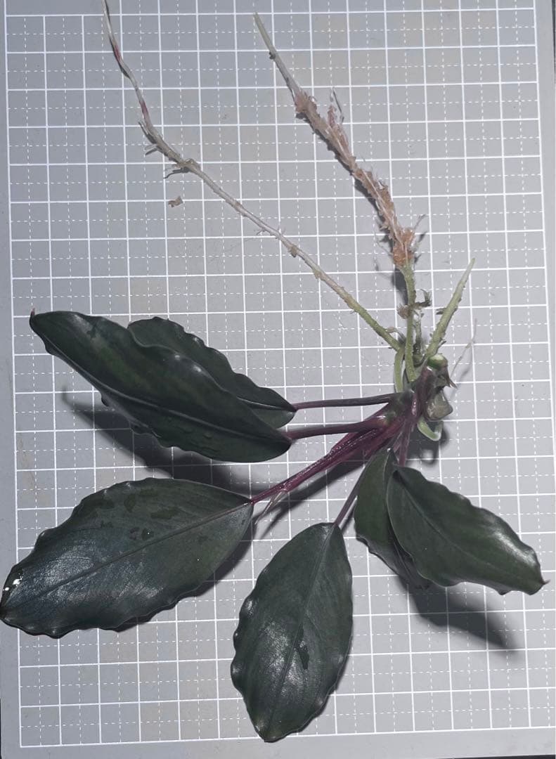 Bucephalandra sp. \"Dark gray\" TB便