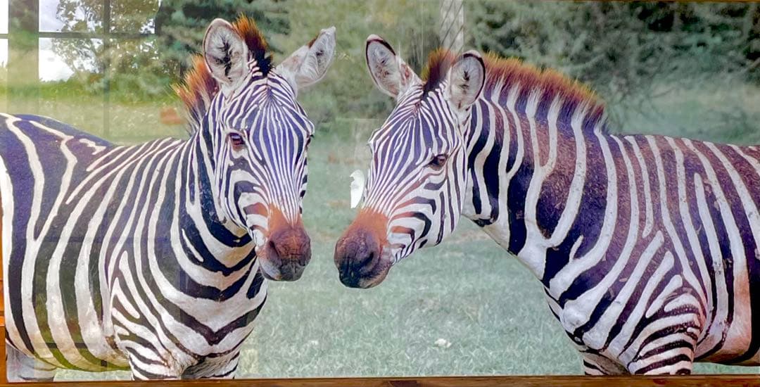 迫力満点！シマウマ アートプリント 写真　壁掛け用（101.5cm✖️51cm）