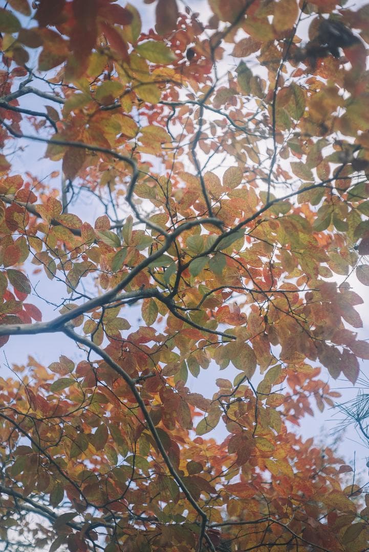 滲み玉！世界初の交換レンズ！Leica Elmar 50mm F3.5