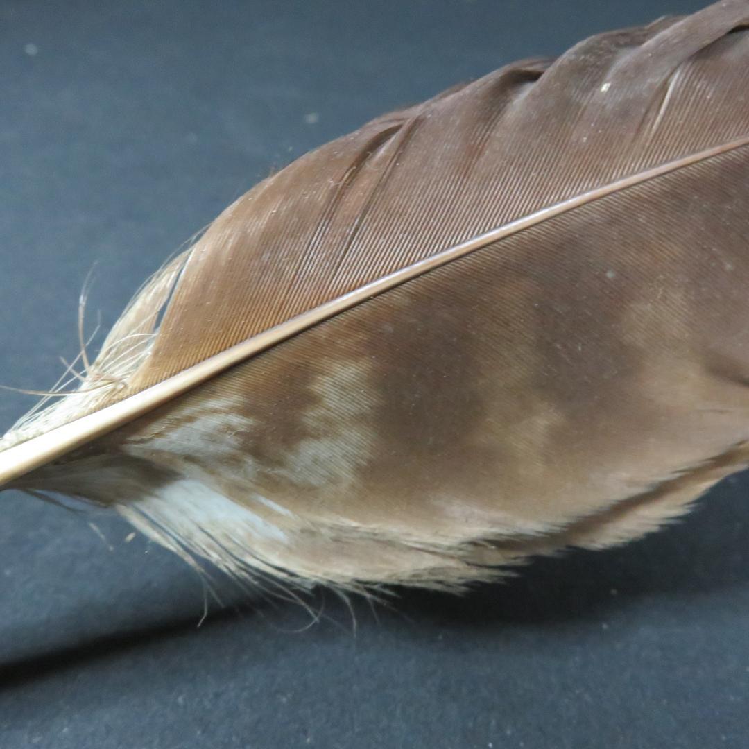 羽箒 2ケ 羽根 茶道具 茶器 茶会 茶の湯