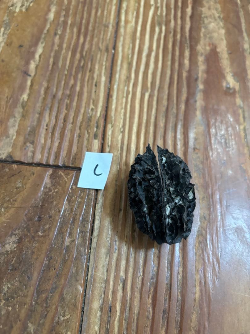 バタグルミ化石　c