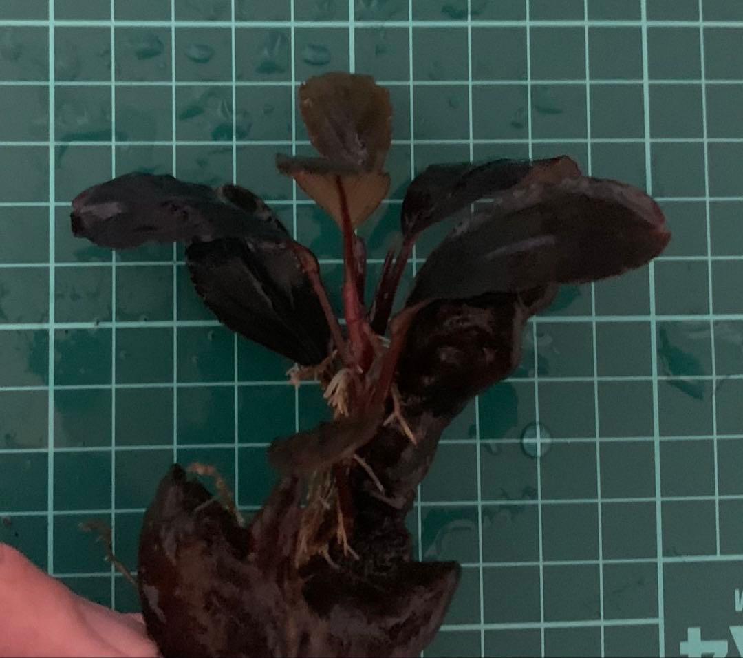 水中葉★ブセファランドラ★ Blue Oval、Mini Jade★2株セット★