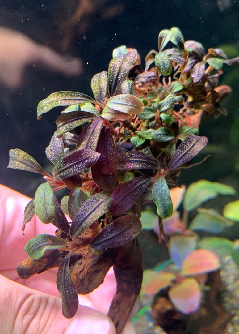 水中葉★ブセファランドラ★ Blue Oval、Mini Jade★2株セット★