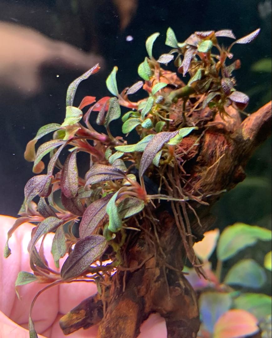 水中葉★ブセファランドラ★ Blue Oval、Mini Jade★2株セット★