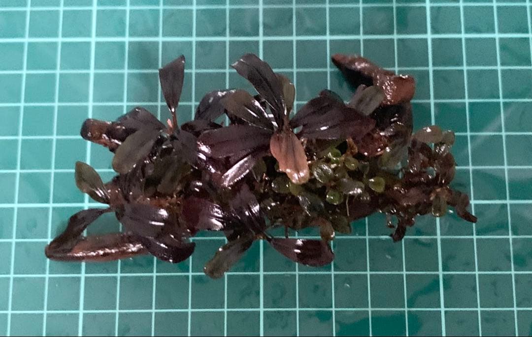 水中葉★ブセファランドラ★ Blue Oval、Mini Jade★2株セット★