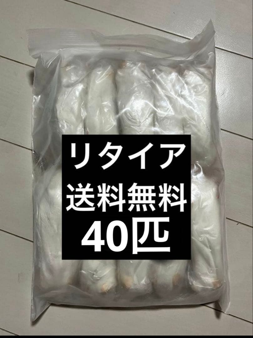冷凍マウス　リタイア　40匹