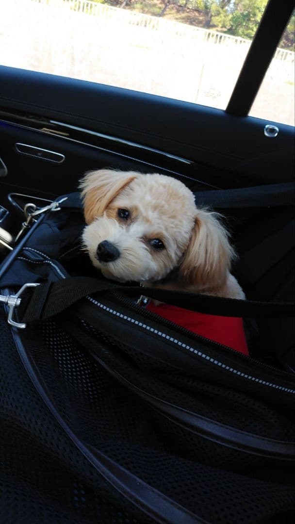 エアバギー×Mercedes-BenzDOME2 M