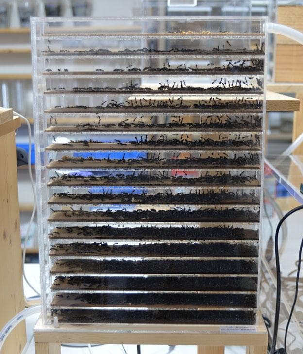 アリの人工巣　17段アンテシェルフ